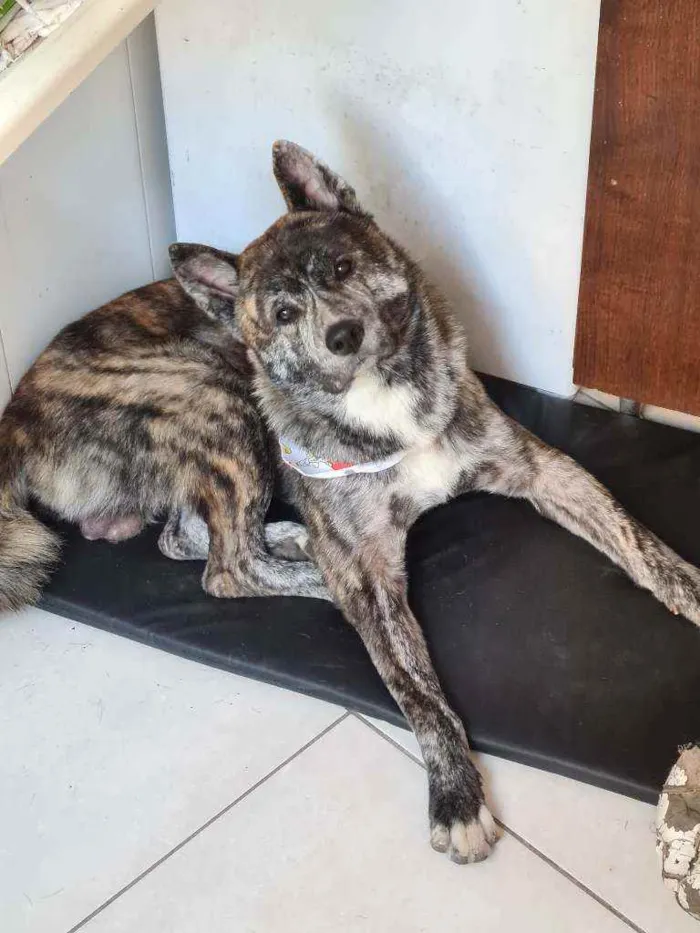 Cachorro ra a Akita inu  idade 3 anos nome Lobinho 