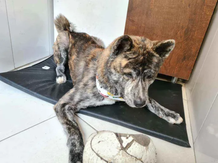 Cachorro ra a Akita inu  idade 3 anos nome Lobinho 