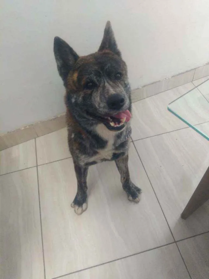 Cachorro ra a Akita inu  idade 3 anos nome Lobinho 