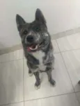 Lobinho 