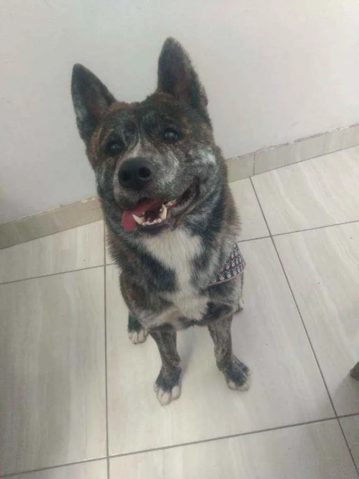 Cachorro ra a Akita inu  idade 3 anos nome Lobinho 