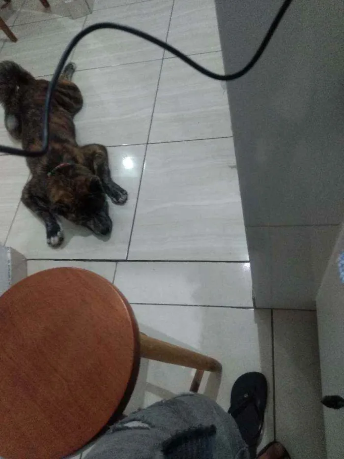 Cachorro ra a Akita inu  idade 3 anos nome Lobinho 