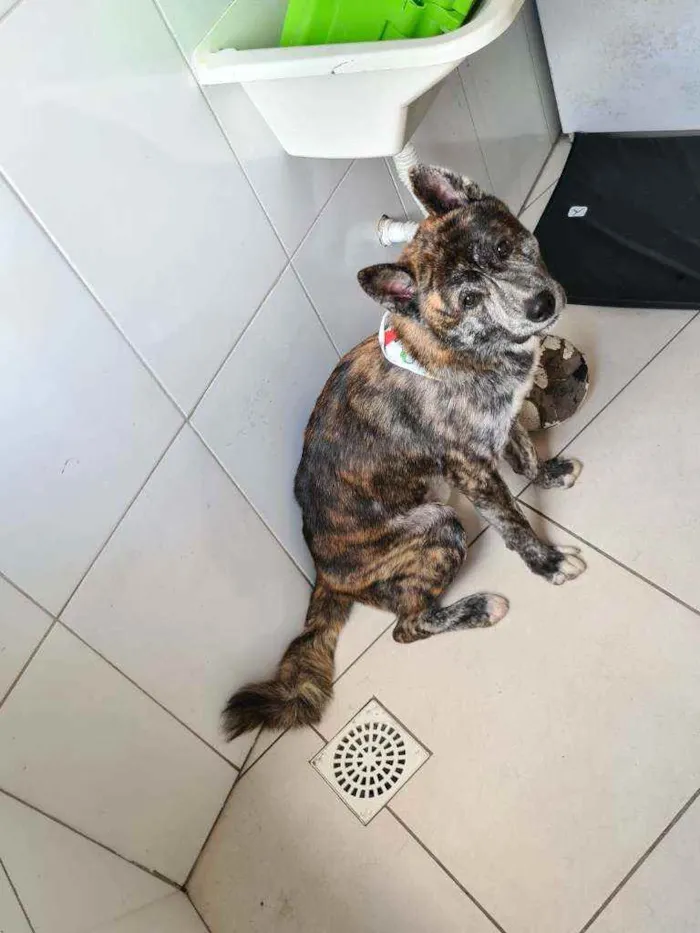 Cachorro ra a Akita inu  idade 3 anos nome Lobinho 