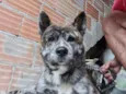 Lobinho 