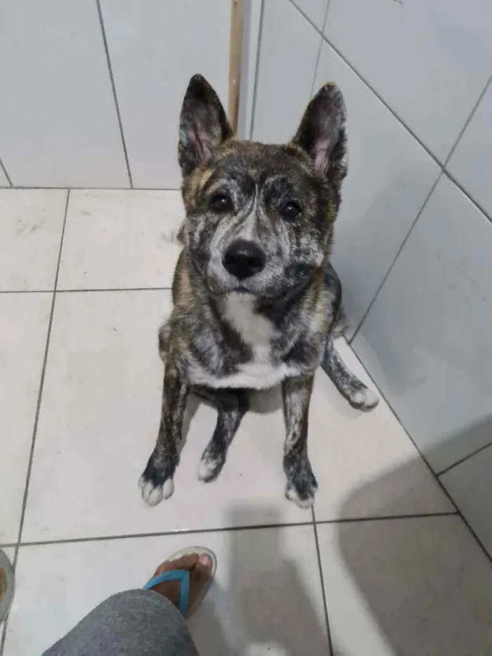 Cachorro ra a Akita inu  idade 3 anos nome Lobinho 