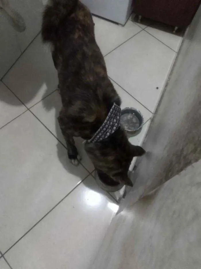 Cachorro ra a Akita inu  idade 3 anos nome Lobinho 