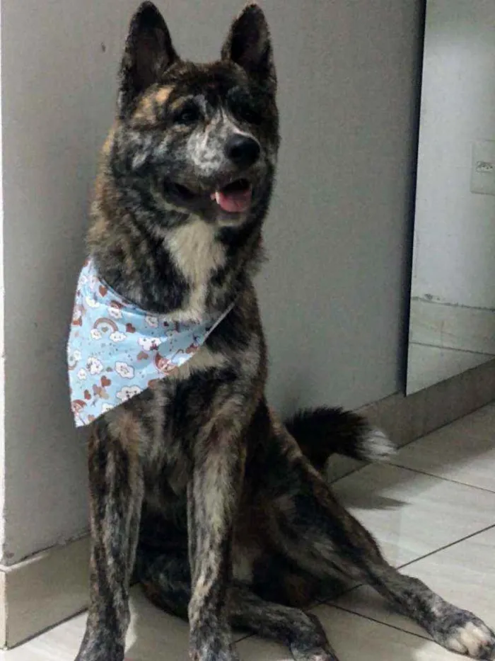 Cachorro ra a Akita inu  idade 3 anos nome Lobinho 