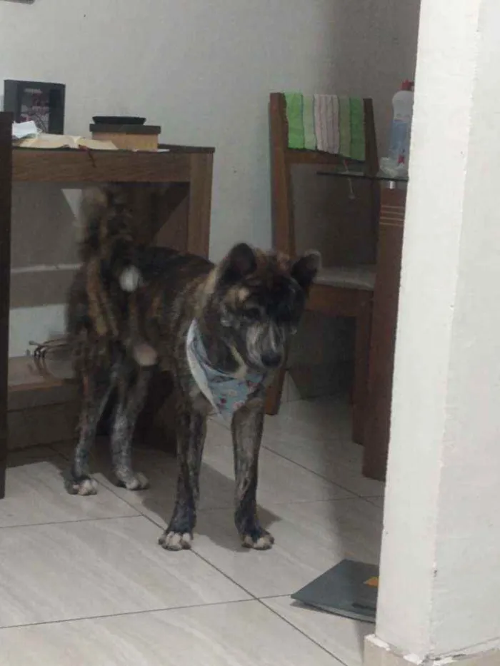 Cachorro ra a Akita inu  idade 3 anos nome Lobinho 