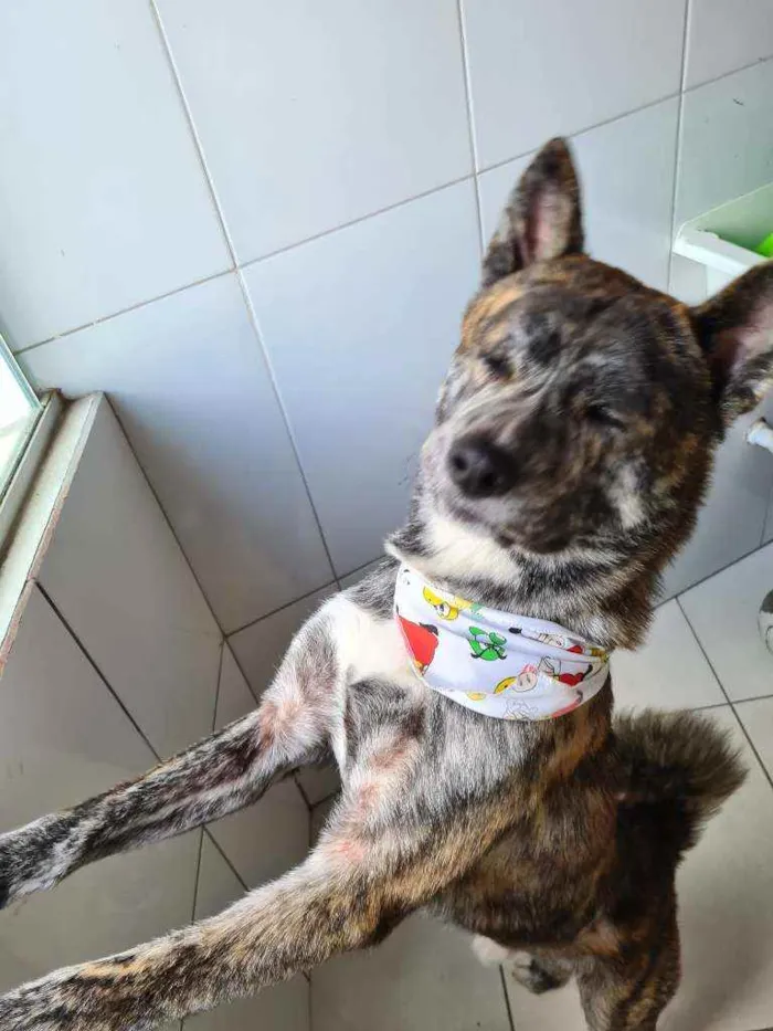 Cachorro ra a Akita inu  idade 3 anos nome Lobinho 