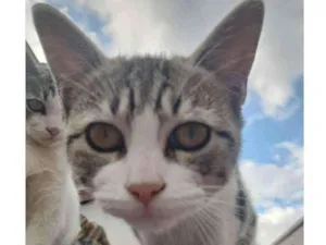 Gato raça  idade 2 a 6 meses nome Ariana Grande