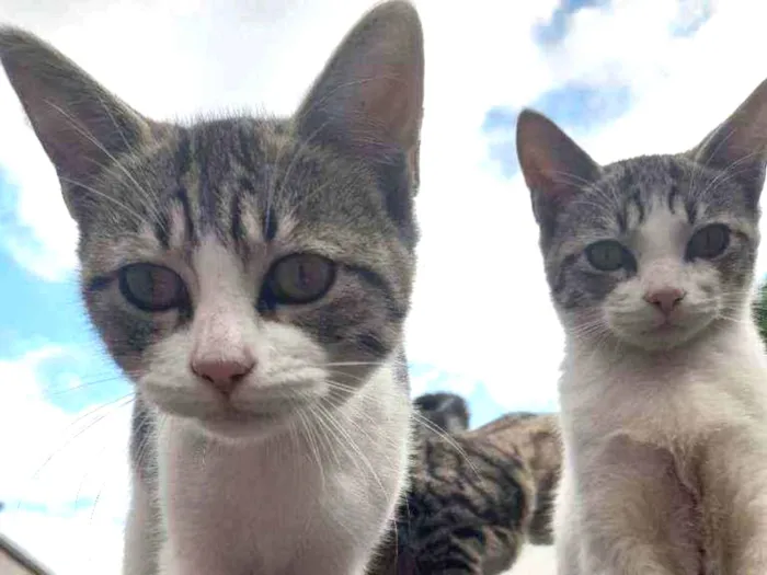 Gato raça  idade 2 a 6 meses nome Ariana Grande