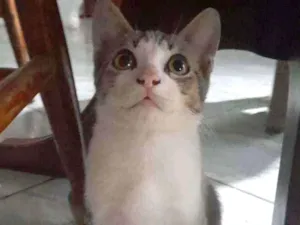 Gato raça  idade 2 a 6 meses nome Marreco