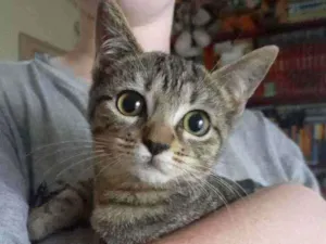Gato raça  idade 2 a 6 meses nome Salamito