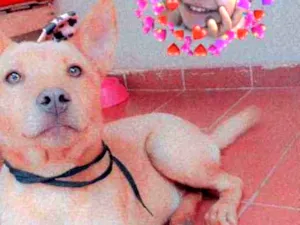 Cachorro raça Chow Chow e vira lata  idade 2 a 6 meses nome Mel