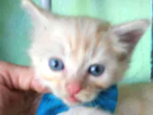 Gato raça Diferente idade 2 a 6 meses nome Fofito