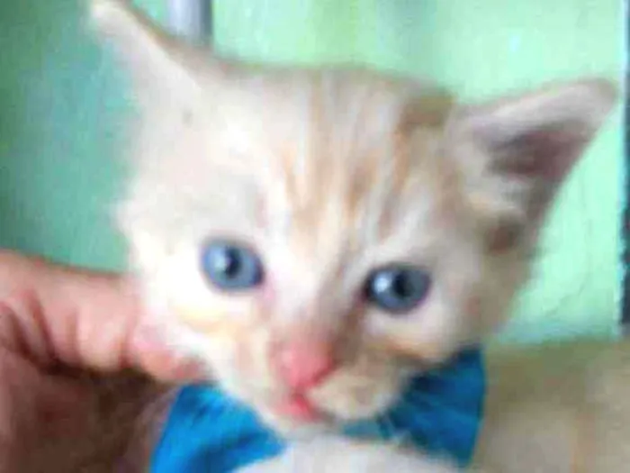Gato ra a Diferente idade 2 a 6 meses nome Fofito