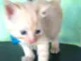 Fofito