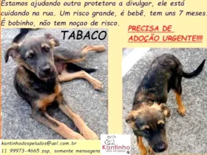 Cachorro raça SRD idade 7 a 11 meses nome Tabaco