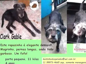 Cachorro raça SRD idade 4 anos nome Clark Glabe