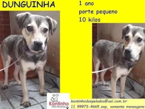 Cachorro raça SRD idade 1 ano nome Dunguinha