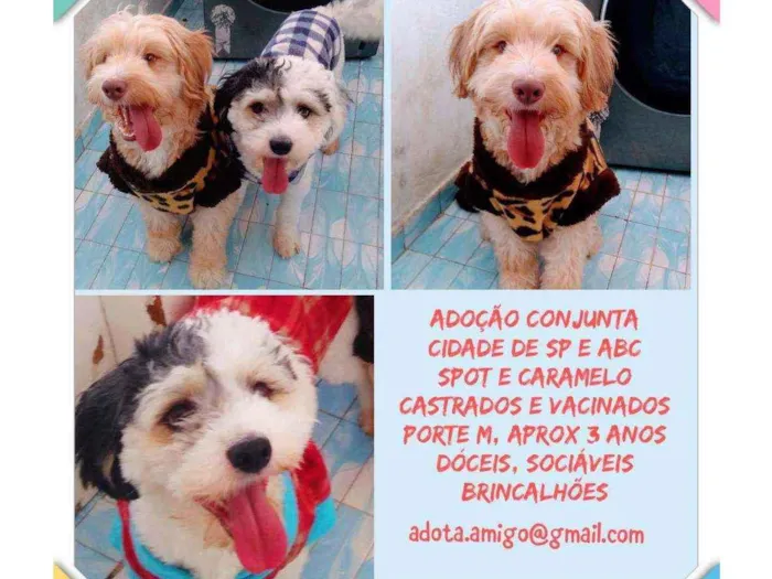 Cachorro raça SRD idade 3 anos nome Spot e Caramelo