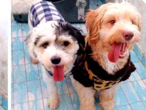 Cachorro raça SRD idade 3 anos nome Spot e Caramelo