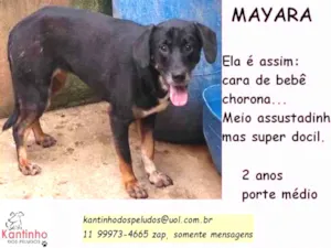 Cachorro raça SRD idade 2 anos nome Mayara