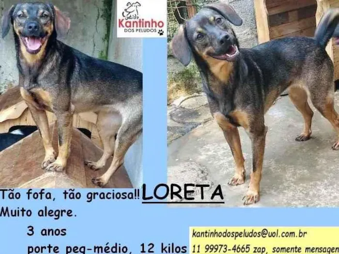 Cachorro ra a SRD idade 3 anos nome Loreta
