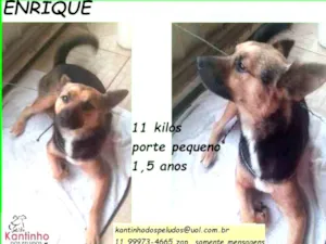 Cachorro raça SRD idade 1 ano nome Enrique
