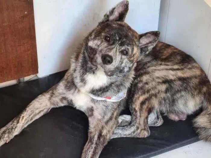 Cachorro ra a Akita inu  idade 3 anos nome Lobinho 