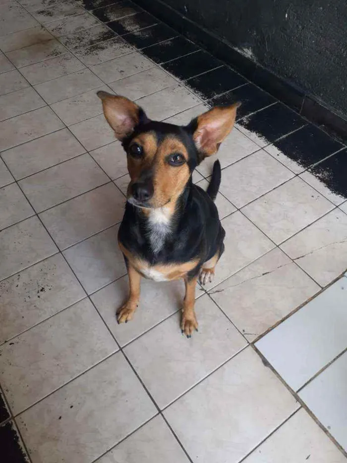 Cachorro ra a Sem raça definida idade 2 anos nome Nina