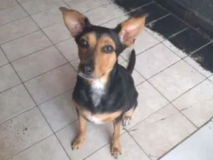 Cachorro raça Sem raça definida idade 2 anos nome Nina