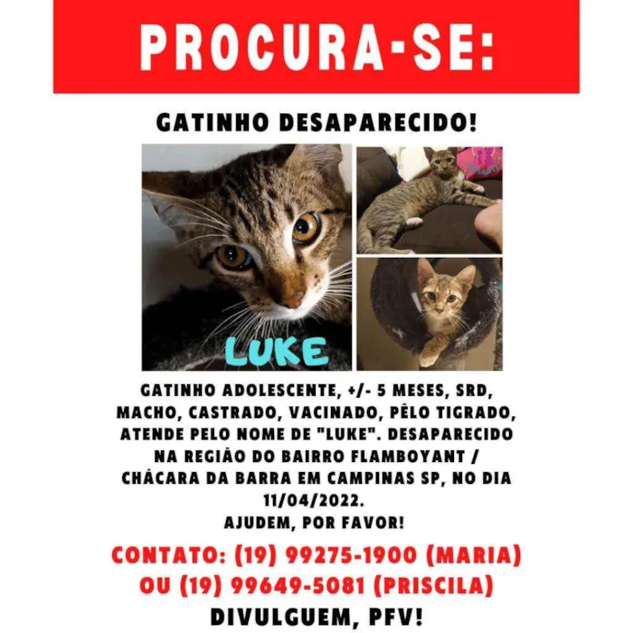 Gato ra a Srd idade 2 a 6 meses nome Luke