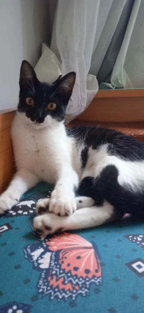 Gato ra a SRD idade 2 a 6 meses nome Jackeline