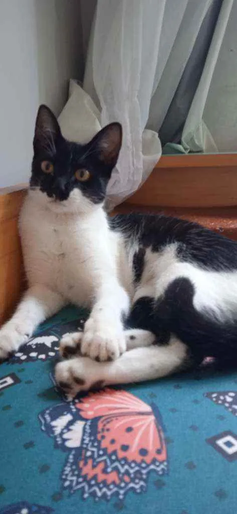 Gato ra a SRD idade 2 a 6 meses nome Jackeline