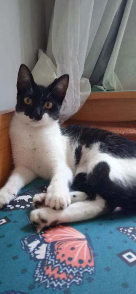 Gato ra a SRD idade 2 a 6 meses nome Jackeline