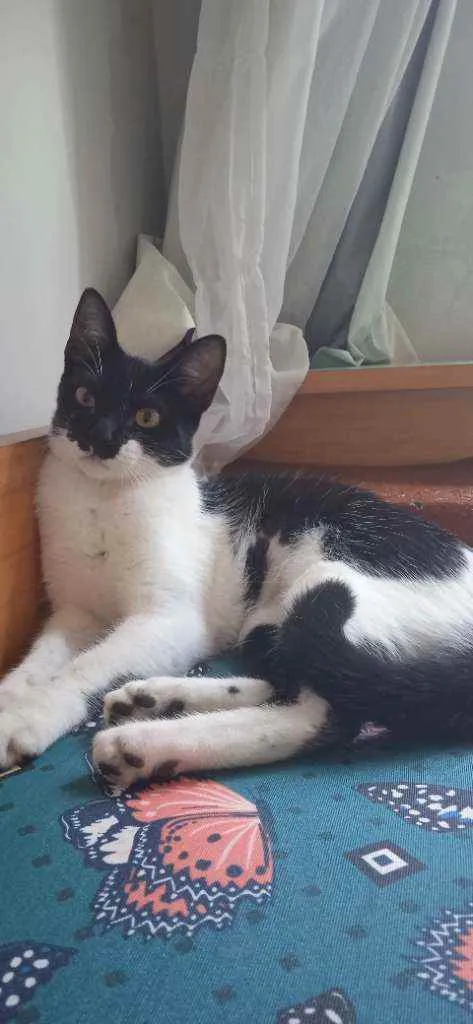 Gato ra a SRD idade 2 a 6 meses nome Jackeline