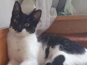 Gato raça SRD idade 2 a 6 meses nome Jackeline