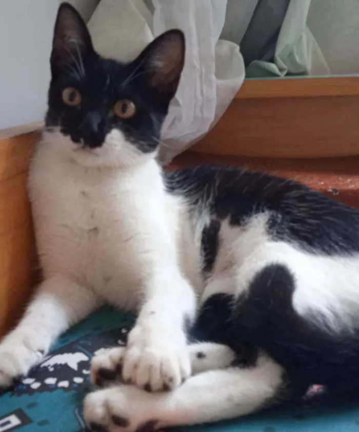 Gato ra a SRD idade 2 a 6 meses nome Jackeline
