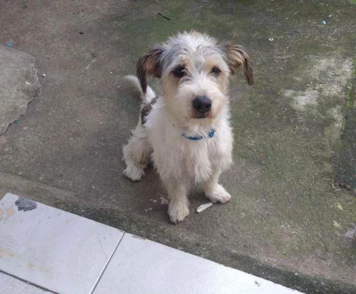 Cachorro ra a Não sei idade 2 anos nome Oséias