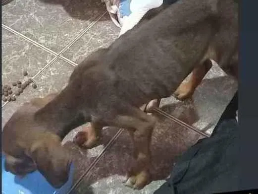 Cachorro ra a Vira lata  idade 2 a 6 meses nome Sandy