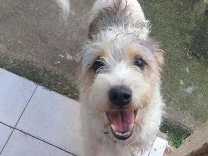 Cachorro ra a Não sei idade 2 anos nome Oséias