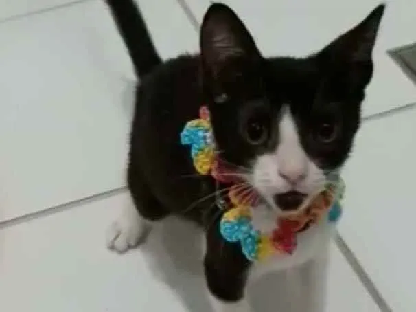 Gato ra a srd frajolinha  idade 2 a 6 meses nome BETHÂNIA
