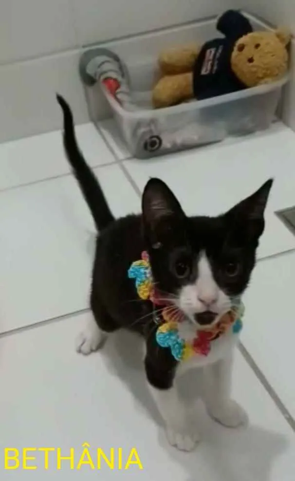 Gato ra a srd frajolinha  idade 2 a 6 meses nome BETHÂNIA