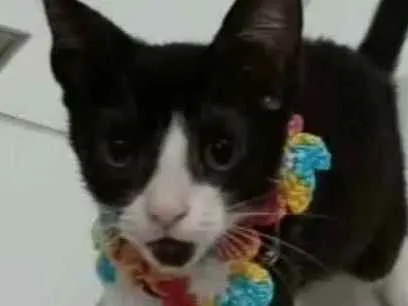 Gato ra a srd frajolinha  idade 2 a 6 meses nome BETHÂNIA