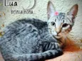 Lua