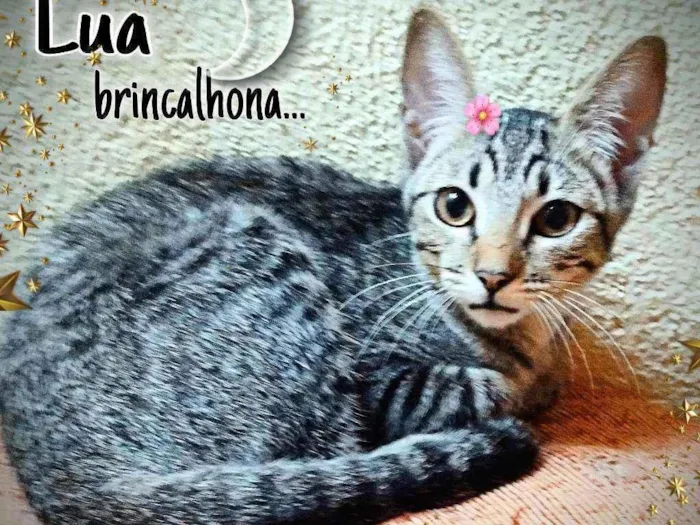 Gato ra a Srd idade 2 a 6 meses nome Lua