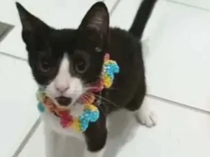 Gato raça srd frajolinha  idade 2 a 6 meses nome BETHÂNIA