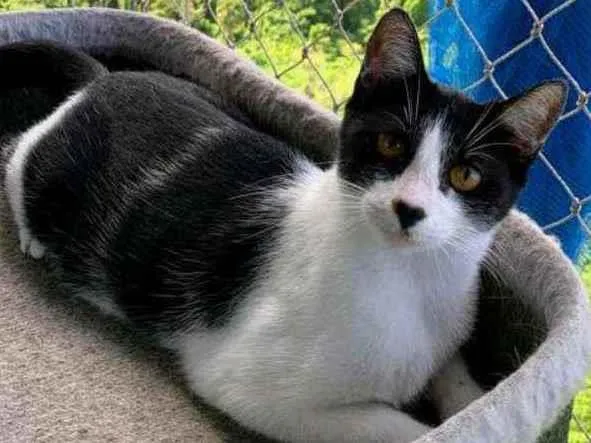 Gato ra a srd frajolinha  idade 1 ano nome M A G G I E