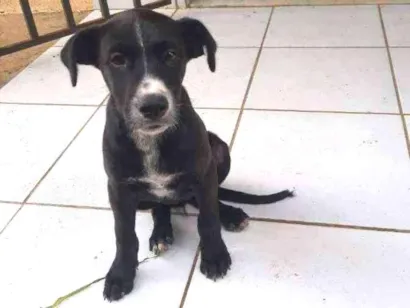 Cachorro raça Viralata/labrador idade 2 a 6 meses nome Nega